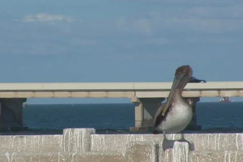 NTSC: Pelican Stock Footage 358186