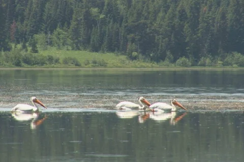 NTSC: Pelicans fishing Stock Footage 93953