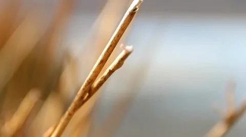 (NTSC) Pull Focus Reeds to Beautiful Lake Bokeh 2 - English Countryside Video stock 41006811