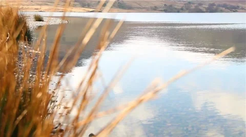 (NTSC) Pull Focus Reeds to Beautiful Lake Bokeh 1 - English Countryside 库存影片 41006831