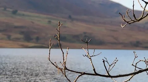 (NTSC) Pull Focus From Tree to Lake Shore - English Countryside Stock-Footage 41006881