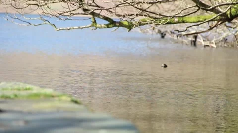 (NTSC) Pull Focus Tree Reflections Over Beautiful Water Stone Pier Lake District 動画素材 41007136