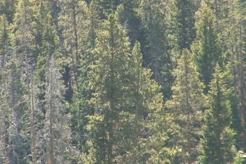 NTSC; redtailed hawk disappears Stock Footage 93653