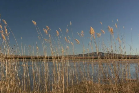 NTSC: Reeds in the Wind Stock Footage 94250