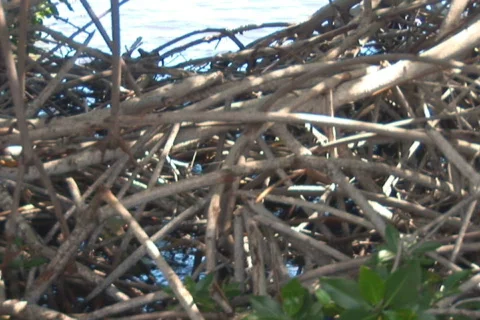 NTSC: Sailboat Stock Footage 153227