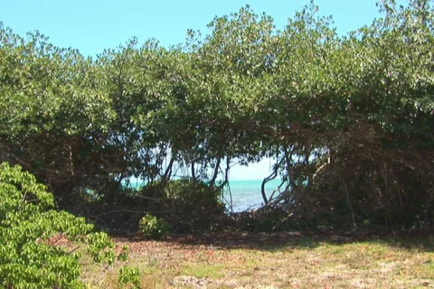 NTSC: Sailboat Stock Footage 153233