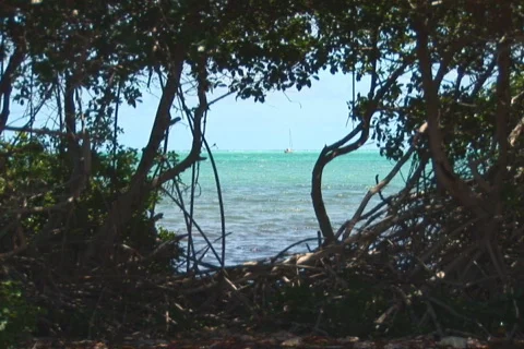 NTSC: Sailboat Stock Footage 153239