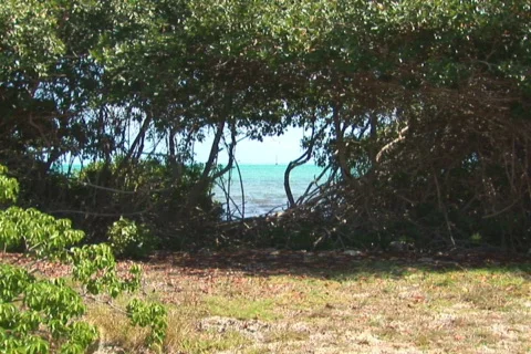 NTSC: Sailboat Stock Footage 153242