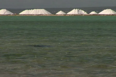 NTSC: Salt  Stock Footage 153344