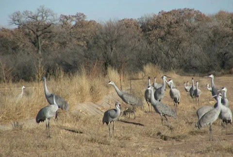 NTSC: Sandhill Cranes Stock Footage 98739