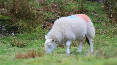 (NTSC) Sheep in field, Close up, Shallow DOF, Lake District English Countryside Video stock 41007345