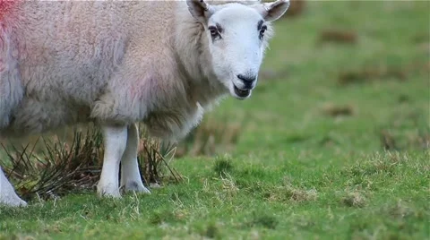 (NTSC) Sheep Walks Field Close up Shallow DOF English Countryside Lake District 動画素材 41006655