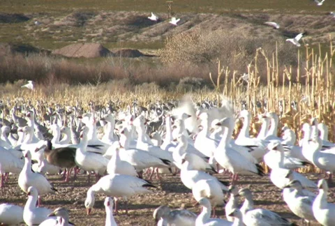 NTSC: Snow Geese Close up Stock Footage 93754