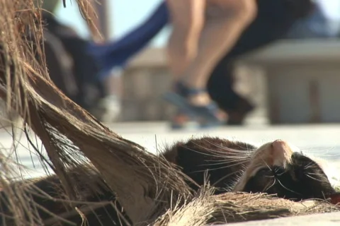 NTSC streetcat Stock Footage 484181