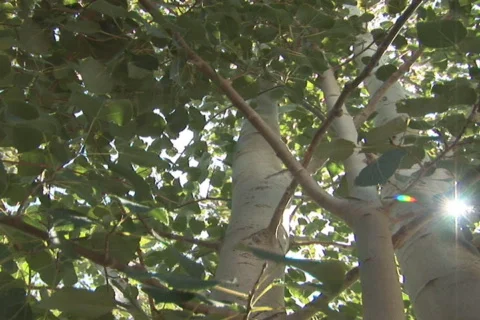 NTSC: Tree - low angle &amp; pan Stock Footage 93991