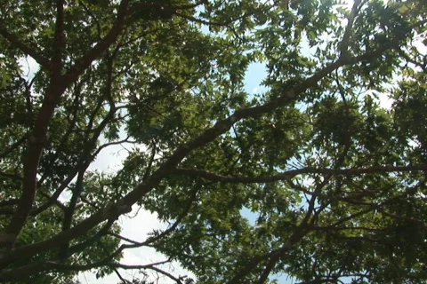 NTSC trees against sun Stock Footage 92588