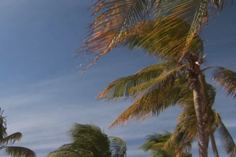 NTSC: Tropical beach Stock Footage 153413
