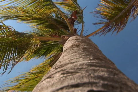 NTSC: Tropical beach Stock Footage 153417