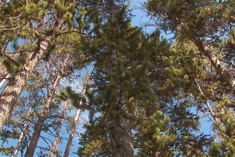 NTSC: turning trees Stock Footage 93596