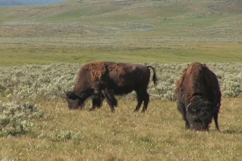 NTSC: Two bison Stock Footage 93362