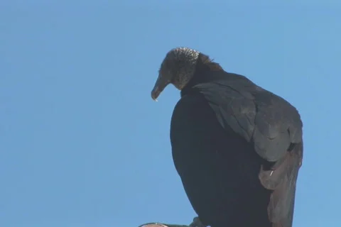 NTSC: Vulture Stock Footage 484341