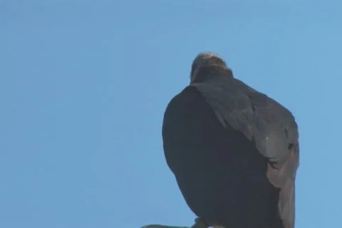NTSC: Vulture Stock Footage 484345