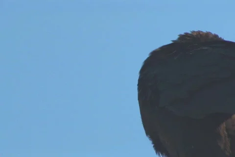 NTSC: Vulture Stock Footage 484349