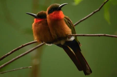 Nubian Bee-eater Stock Photos