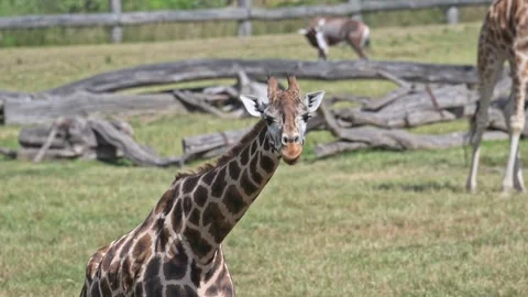 Nubian giraffe (Giraffa camelopardalis camelopardalis) portrait standing 動画素材 338011788