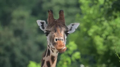 Nubian giraffe (Giraffa camelopardalis camelopardalis) portrait standing Stock-Footage 338346457