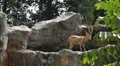 Nubian Ibex, Capra Nubiana, Mountain Landscape, Nature Reserve, Desert HD Footage