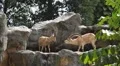 Nubian Ibex, Capra Nubiana, Mountain Landscape, Nature Reserve, Desert HD Footage