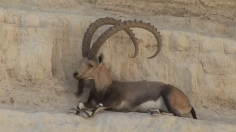 Nubian Ibex Stock Footage 1083916