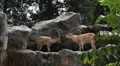 Nubian Ibex Two Males fighting, Capra Nubiana, Mountain Landscape Nature Reserve HD Footage