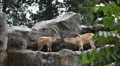 Nubian Ibex Two Males fighting, Capra Nubiana, Mountain Landscape Nature Reserve HD Footage