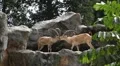 Nubian Ibex Two Males fighting, Capra Nubiana, Mountain Landscape Nature Reserve HD Footage