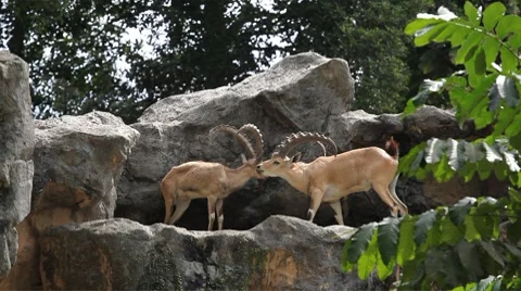 Nubian Ibex Two Males fighting, Capra Nubiana, Mountain Landscape Nature Reserve Stock Footage