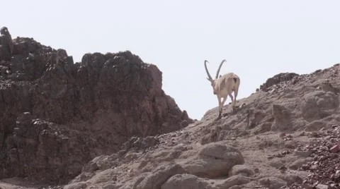Nubian Ibexin Eilat Mountains Stock Footage 68929920