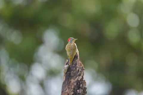 Nubian Woodpecker Stock Photos