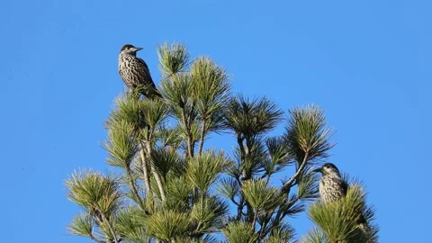Nucifraga caryocatactes. The nutcracker on a dry branch against the blue sky Stock Footage 161817679