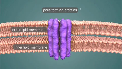 Nuclear membrane of the cell Stock Footage 277294845