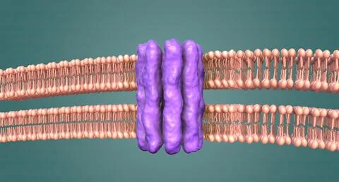 The nuclear membrane is a double layer that encloses the cell's nucleus, wher Stock Illustration