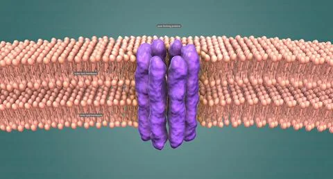 The nuclear membrane is a double layer that encloses the cell's nucleus, wher イラスト素材