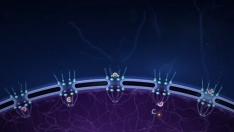Nuclear Pore Complex Cargo Transport Through Membrane Seamless Loop Видео 347279502