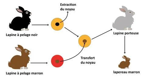Nuclear Transfer Experiment in Rabbits (Cloning Process Diagram) Stock Illustration