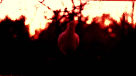 NuclearDove Vídeo Stock 171374536