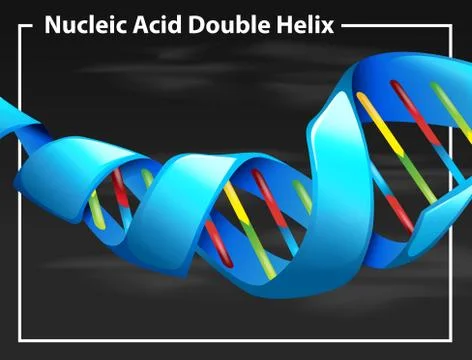 Nucleic acid double helix Stock-Illustration