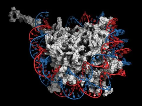 Nucleosome, 3D illustration. Illustrazione stock