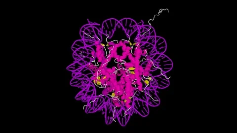 Nucleosome, molecular model. Stock Footage 76209185