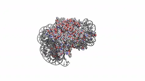 Nucleosome, rotating space-filling model Stock Footage 51490257